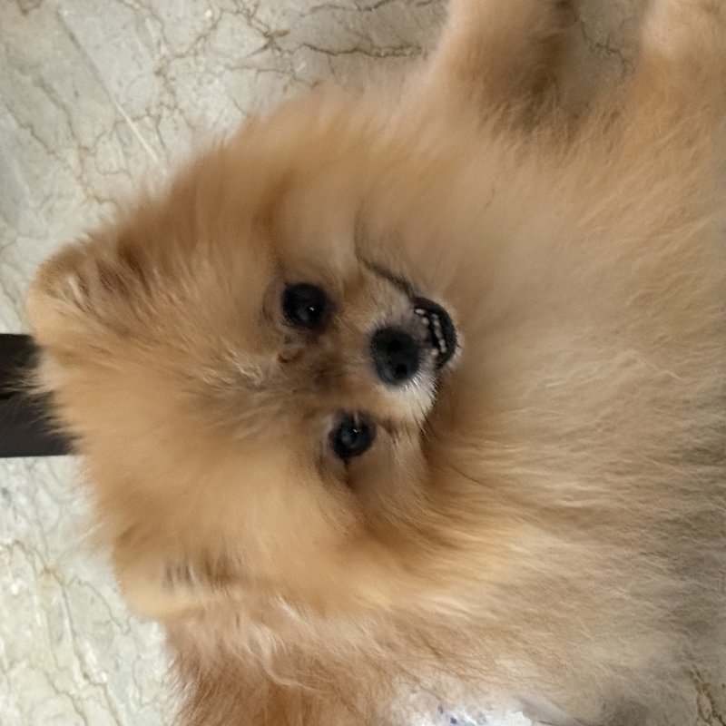 Kylie Liew Chooi Wai