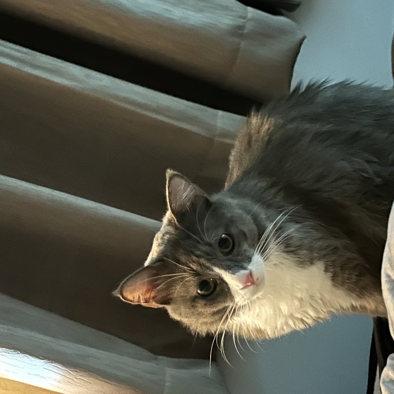 GAKU
