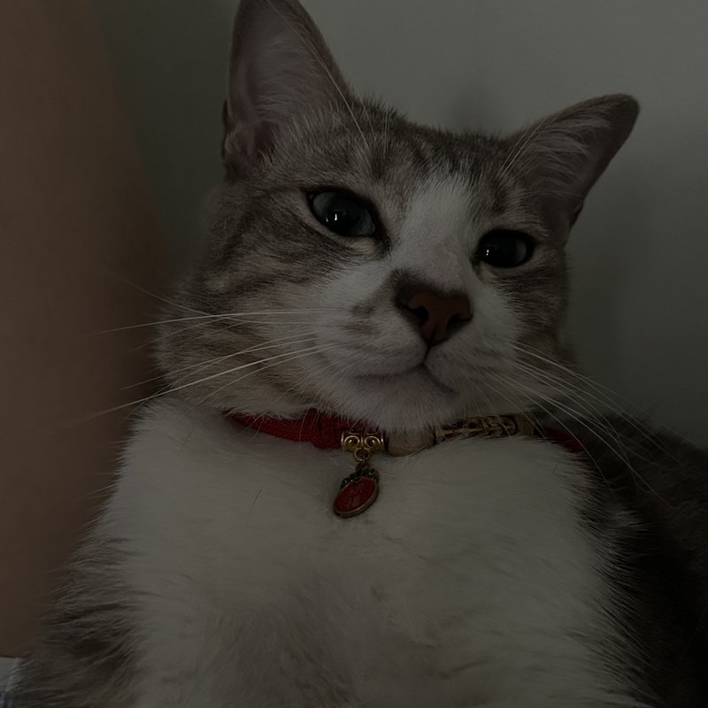 Amber He